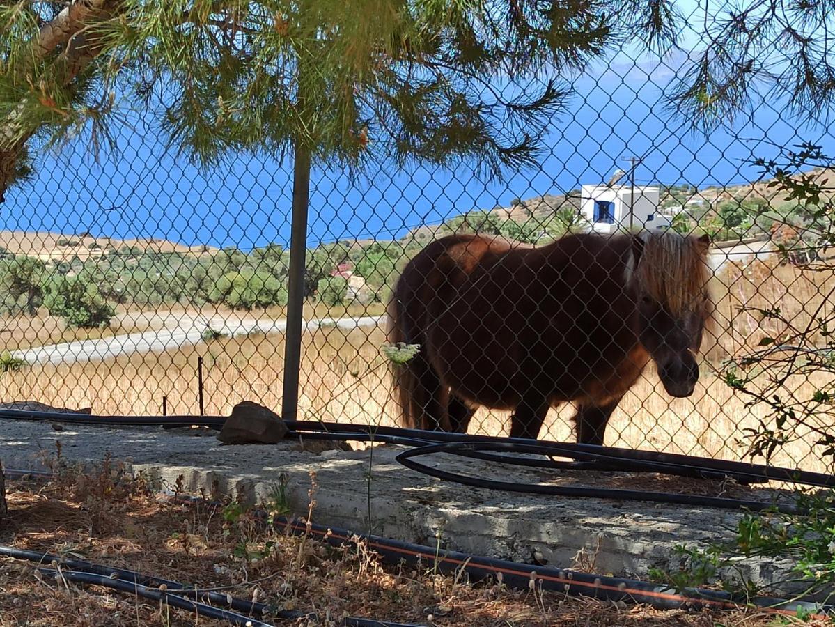 Διαμερίσματα Αλεξαινα Αγία Γαλήνη Εξωτερικό φωτογραφία